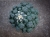 Lophophora williamsii var.caespitosa