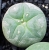 Lophophora ziegleri