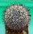 MMammillaria fraileana