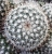 Mammillaria albata