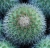 Mammillaria backebergiana