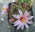 Mammillaria blossfeldiana (Bluete)