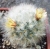 Mammillaria bocasana var.splendens
