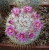 Mammillaria bombycina