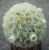 Mammillaria carmenae (Bluete)