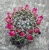 Mammillaria centricirrha