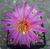 Mammillaria deherdtiana (Bluete)