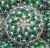Mammillaria discolor
