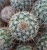 Mammillaria dixanthocentron
