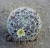 Mammillaria duwei Mitteldorn