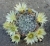 Mammillaria duwei
