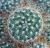 Mammillaria esperaensis
