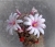 Mammillaria fraileana