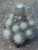 Mammillaria geminispina