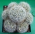 Mammillaria glassi