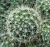 Mammillaria glochidiata var.xilaensis