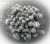 Mammillaria gracilis cv.Arizona Snowcap