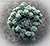 Mammillaria gracilis