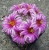 Mammillaria insularis