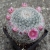 Mammillaria klissingiana
