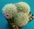 Mammillaria lauii var.dasyacantha (Bluete)