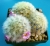 Mammillaria lauii var.dasyacantha
