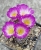 Mammillaria luethii (Bluete)