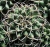 Mammillaria magnimamma