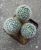 Mammillaria napina
