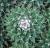 Mammillaria polyedra