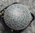 Mammillaria pseudoperbella