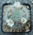 Mammillaria schwarzii