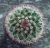 Mammillaria spinosissima