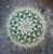 Mammillaria spinossima