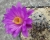 Mammillaria theresae (Bluete)