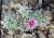 Mammillaria tonalensis