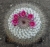 Mammillaria woodsii