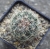 Mammillaria wrightii var.wilcoxii