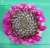 Mammillaria zeilmanniana