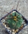Matucana madisoniorum