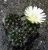 Neochilenia hankeana