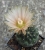 Neochilenia napina (Bluete)