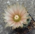 Neochilenia napina (Bluete 1)
