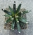 Neogomesia agavoides ebay