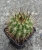 Neoporteria subgibbosa