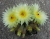 Notocactus crassigibbus (Bluete)