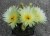 Notocactus crassigibbus