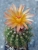 Notocactus horstii