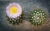 Notocactus roseiflorus
