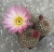 Notocactus rutilans